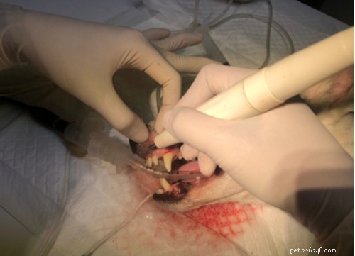 Understanding Excessive Drooling in Dogs: Causes, Concerns, and Care