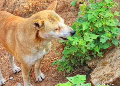 Understanding Excessive Drooling in Dogs: Causes, Concerns, and Care