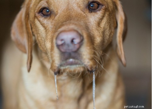 Understanding Excessive Drooling in Dogs: Causes, Concerns, and Care