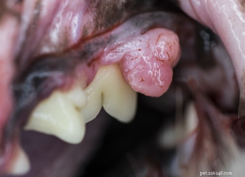 Understanding Excessive Drooling in Dogs: Causes, Concerns, and Care