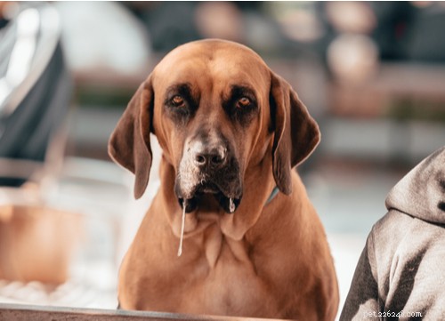 Understanding Excessive Drooling in Dogs: Causes, Concerns, and Care