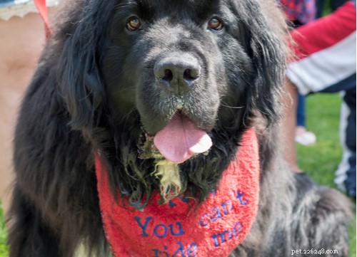 Understanding Excessive Drooling in Dogs: Causes, Concerns, and Care