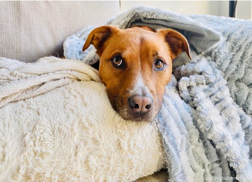 Understanding Excessive Drooling in Dogs: Causes, Concerns, and Care