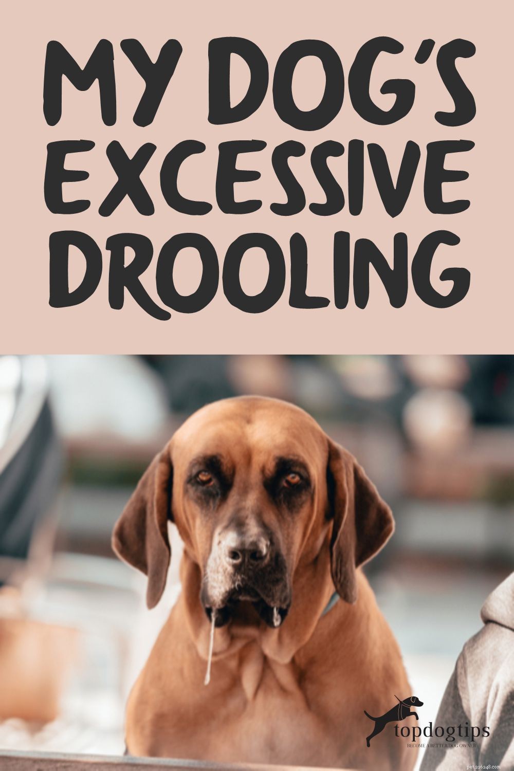 Understanding Excessive Drooling in Dogs: Causes, Concerns, and Care