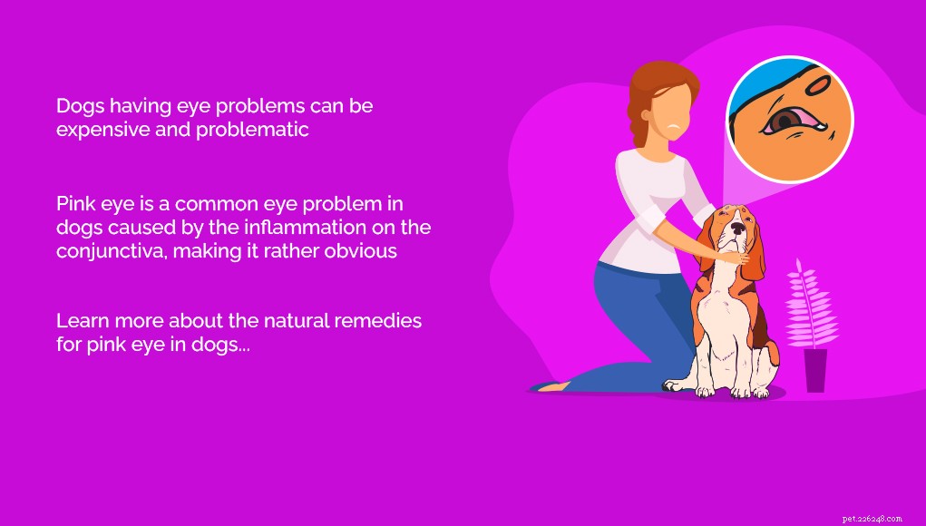 Safe Natural Remedies to Cure Pink Eye in Dogs