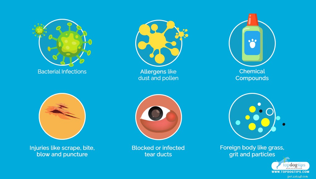 Safe Natural Remedies to Cure Pink Eye in Dogs