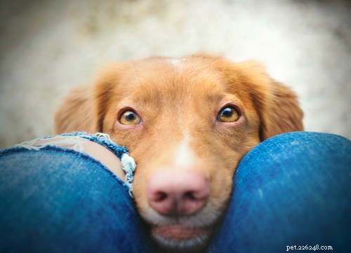 Safe Natural Remedies to Cure Pink Eye in Dogs