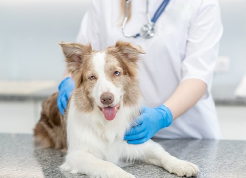 Safe Natural Remedies to Cure Pink Eye in Dogs