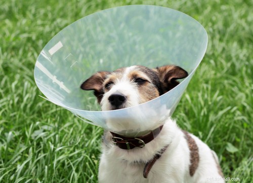 Safe Natural Remedies to Cure Pink Eye in Dogs