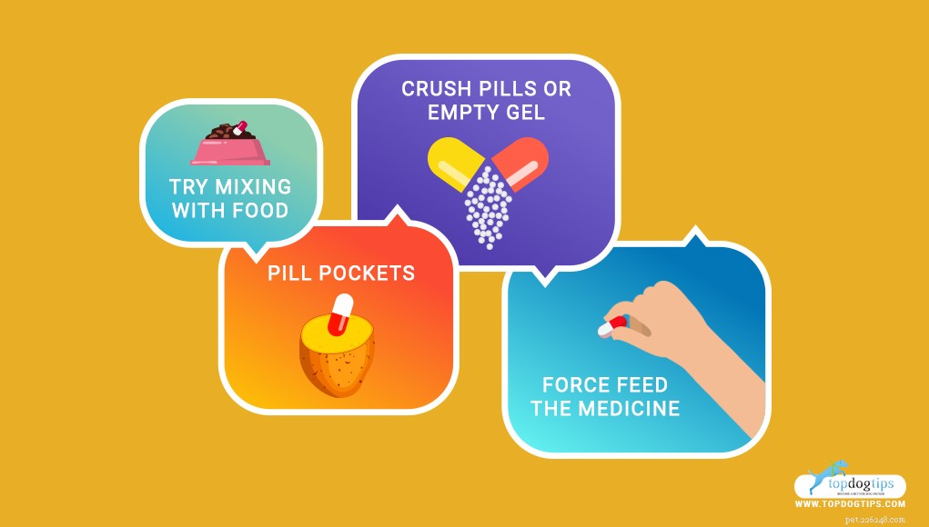 Expert Guide: Safely Giving Your Dog Pills & Medication