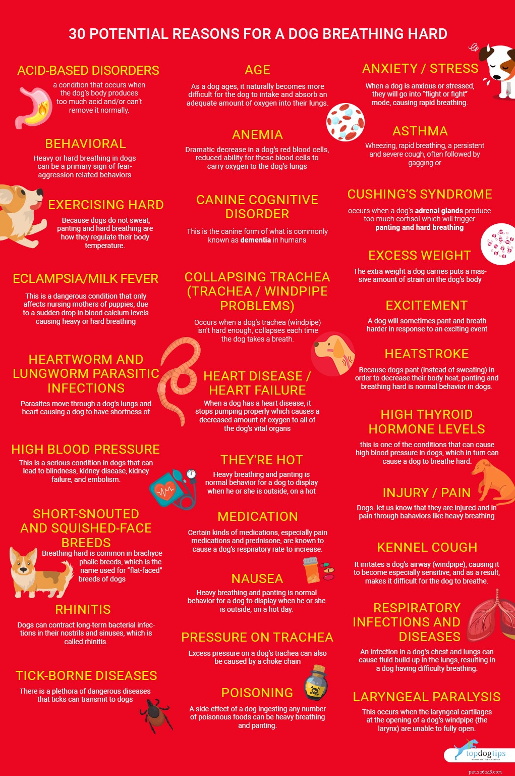 Rapid Dog Breathing: 30 Causes & Proven Ways to Help