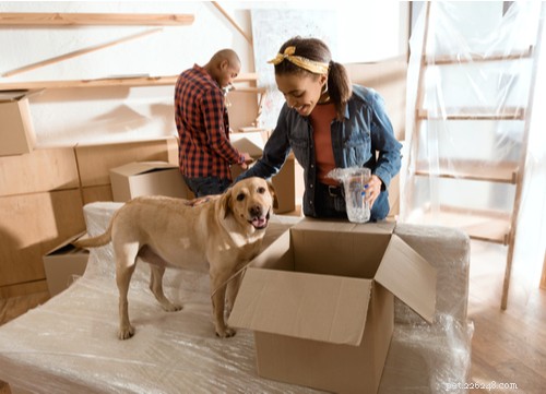 Smooth Moves: How to Help Your Dog Adjust Before, During, and After Relocation
