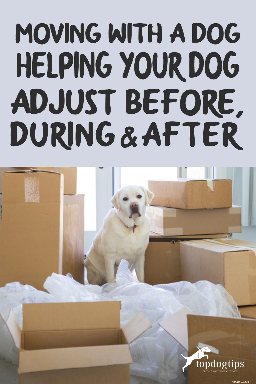 Smooth Moves: How to Help Your Dog Adjust Before, During, and After Relocation
