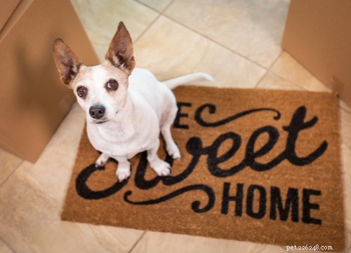 Smooth Moves: How to Help Your Dog Adjust Before, During, and After Relocation