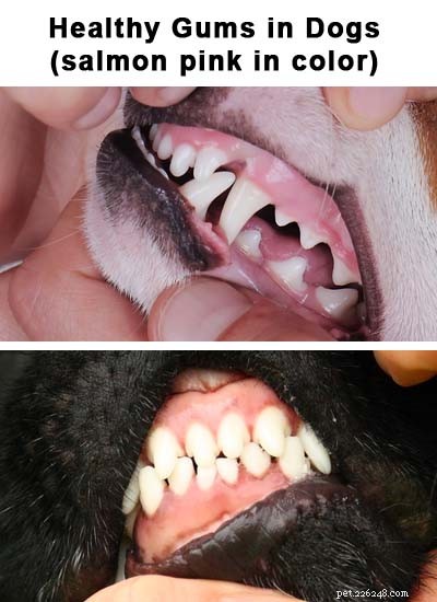 What Pale Gums in Dogs Reveal About Their Health—and How to Respond