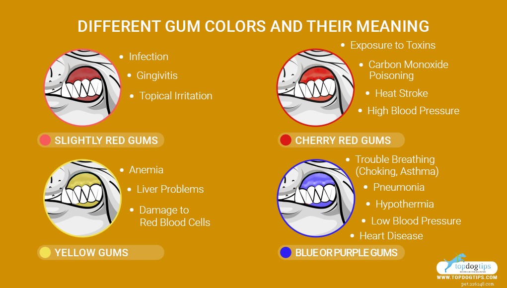 What Pale Gums in Dogs Reveal About Their Health—and How to Respond