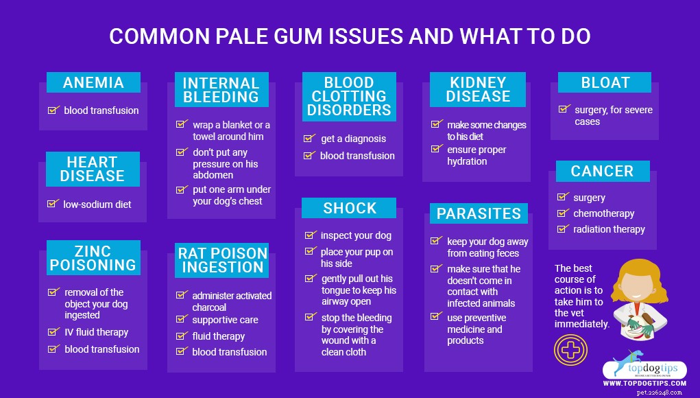 What Pale Gums in Dogs Reveal About Their Health—and How to Respond
