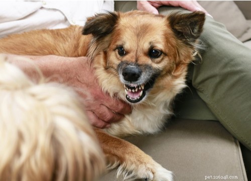 Decoding Your Dog’s Sounds: What Their Barks, Growls, and Whines Reveal