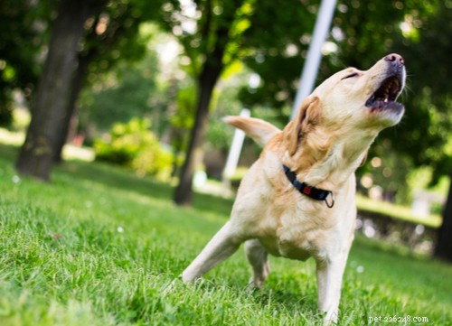 Decoding Your Dog’s Sounds: What Their Barks, Growls, and Whines Reveal
