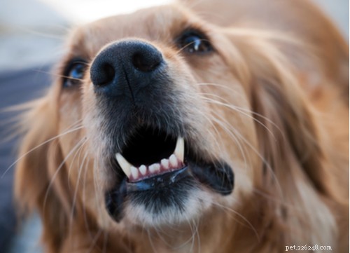 Decoding Your Dog’s Sounds: What Their Barks, Growls, and Whines Reveal