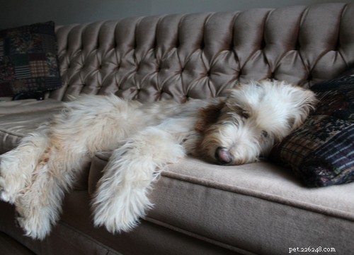 Decoding Your Dog’s Sounds: What Their Barks, Growls, and Whines Reveal
