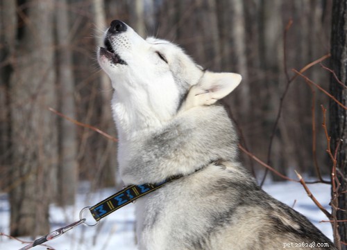 Decoding Your Dog’s Sounds: What Their Barks, Growls, and Whines Reveal