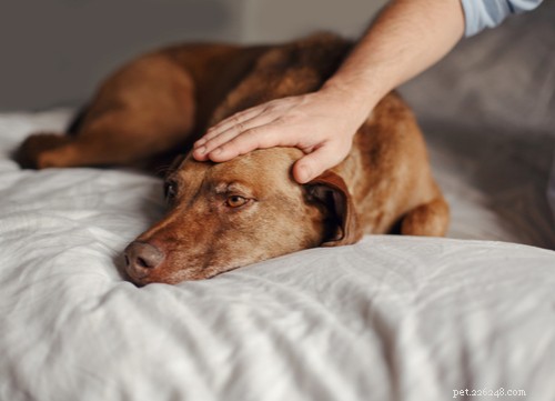 Decoding Your Dog’s Sounds: What Their Barks, Growls, and Whines Reveal