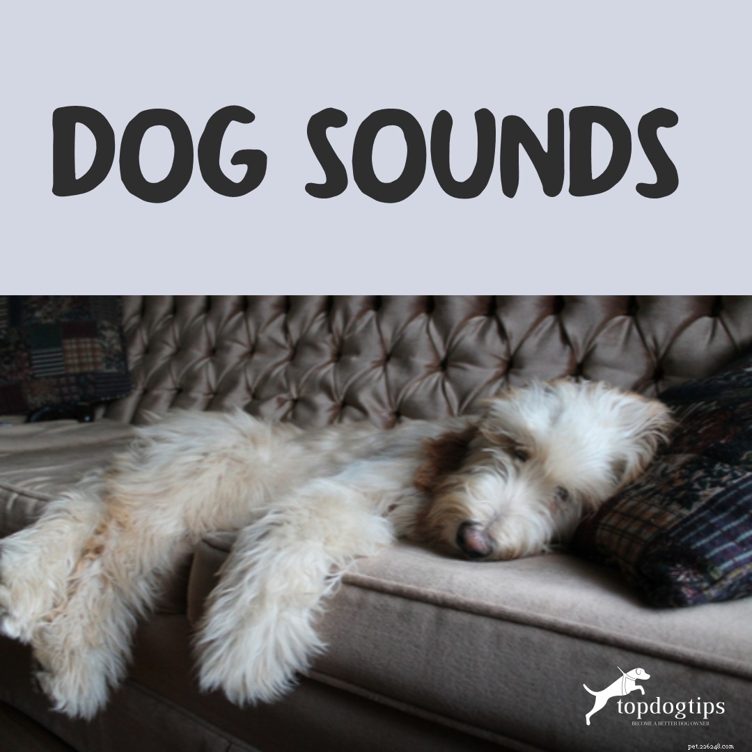 Decoding Your Dog’s Sounds: What Their Barks, Growls, and Whines Reveal