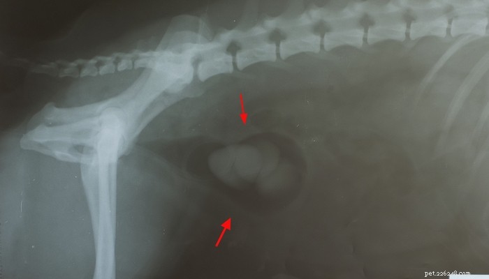 Managing Bladder Stones in Dogs: Effective Home Care and Veterinary Solutions