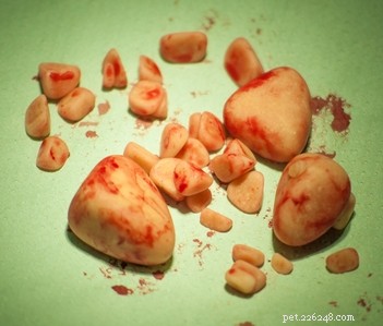 Managing Bladder Stones in Dogs: Effective Home Care and Veterinary Solutions