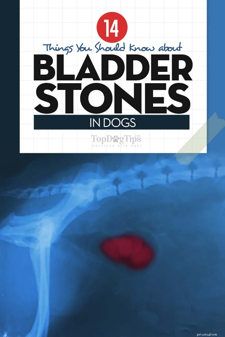 Managing Bladder Stones in Dogs: Effective Home Care and Veterinary Solutions