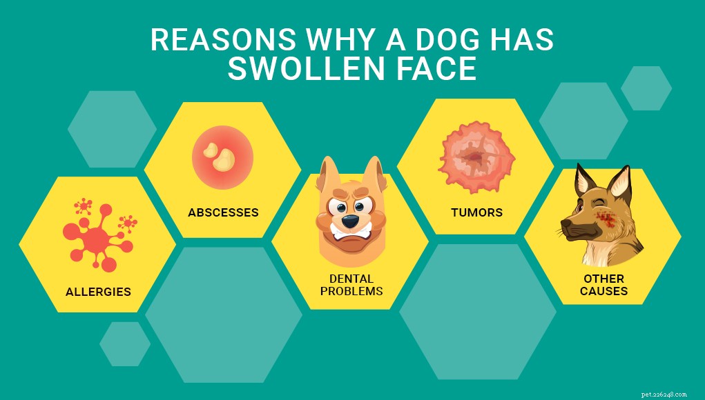 Understanding Your Dog’s Swollen Face: Causes, Symptoms, and Immediate Care