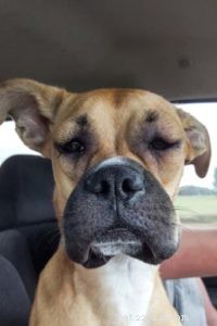 Understanding Your Dog’s Swollen Face: Causes, Symptoms, and Immediate Care