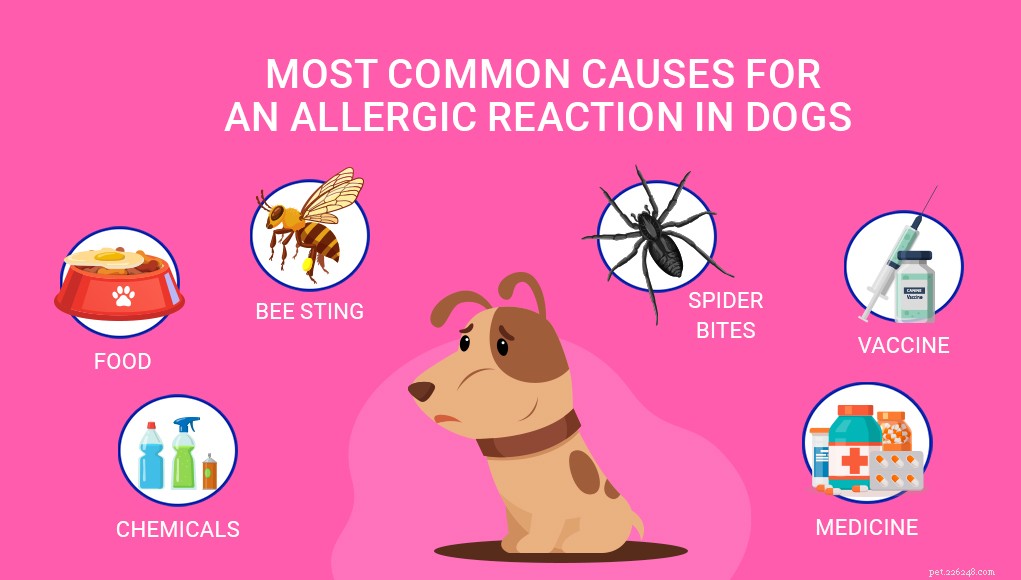 Understanding Your Dog’s Swollen Face: Causes, Symptoms, and Immediate Care