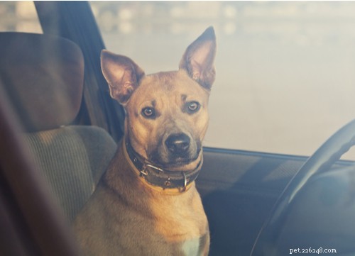 Why You Should Never Leave Your Dog in a Hot Car: Risks, Laws, and Heat‑Resistant Breeds