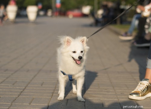 Why You Should Never Leave Your Dog in a Hot Car: Risks, Laws, and Heat‑Resistant Breeds