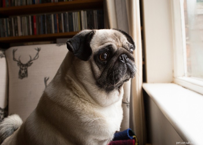 How to Relieve Your Dog’s Separation Anxiety After COVID: Practical Tips for a Calm Home