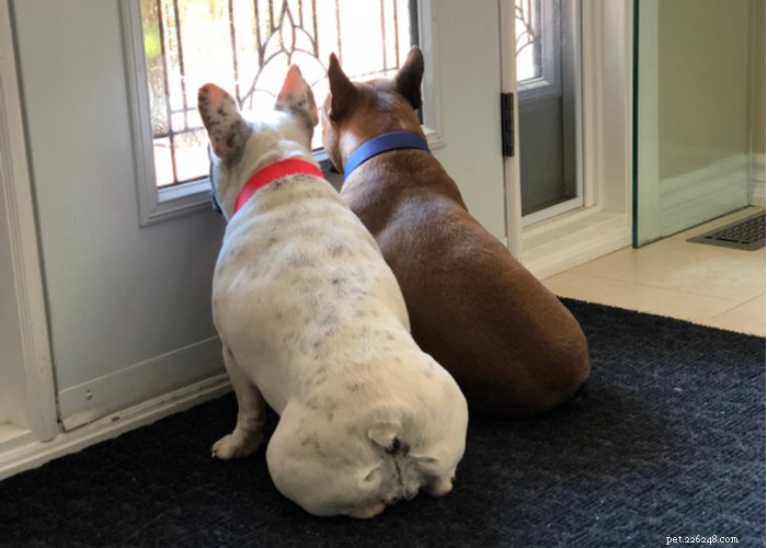 How to Relieve Your Dog’s Separation Anxiety After COVID: Practical Tips for a Calm Home