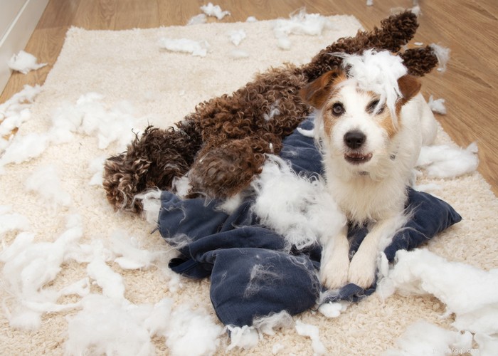 How to Relieve Your Dog’s Separation Anxiety After COVID: Practical Tips for a Calm Home