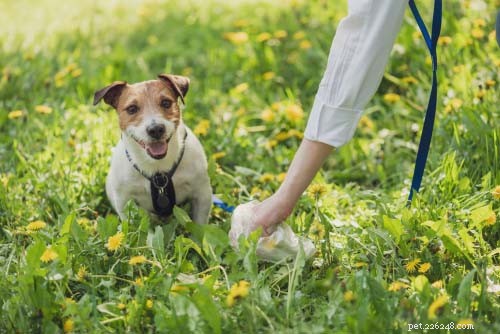 Top Solutions to Ensure Your Dog s Firm, Healthy Stool