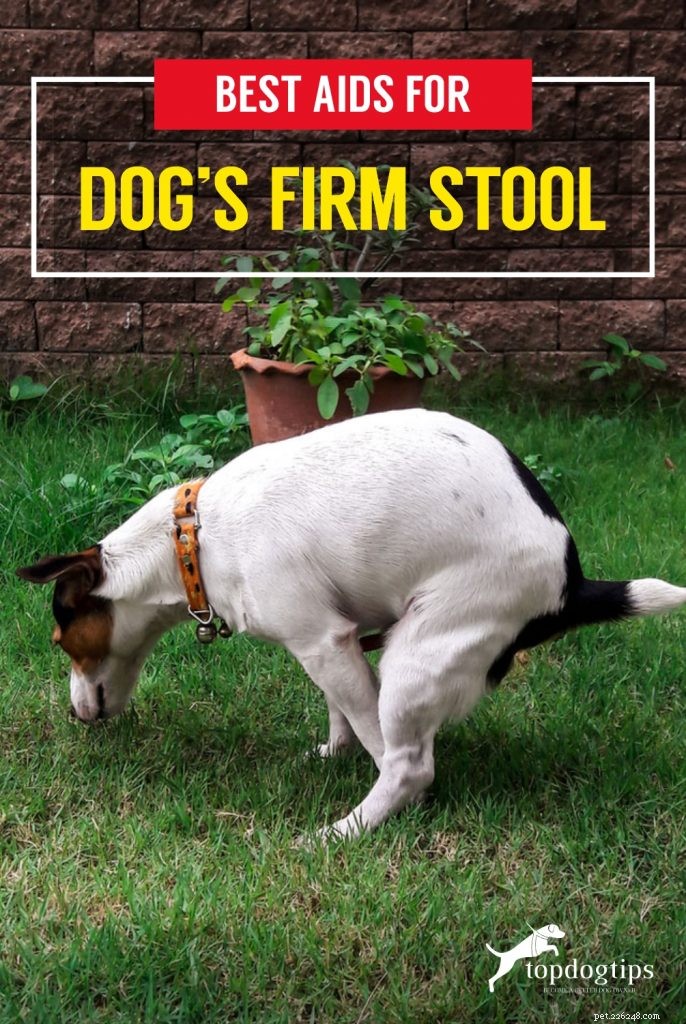 Top Solutions to Ensure Your Dog s Firm, Healthy Stool