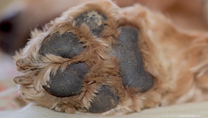 Managing Hyperkeratosis in Dogs: Symptoms, Causes, and Effective Treatments