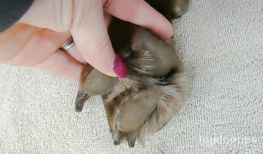 DIY Safe Dog Paw Balm: Natural Relief for Dry, Rough, or Injured Paws