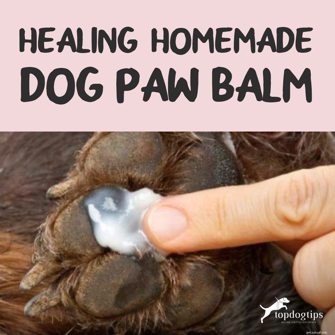 DIY Safe Dog Paw Balm: Natural Relief for Dry, Rough, or Injured Paws