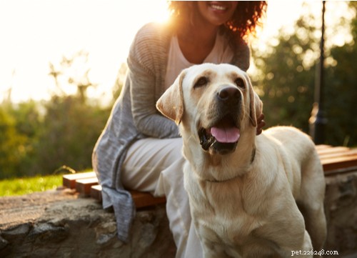 Natural Antibiotics: A Safer Alternative for Your Dog’s Infections