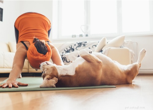 Natural Antibiotics: A Safer Alternative for Your Dog’s Infections