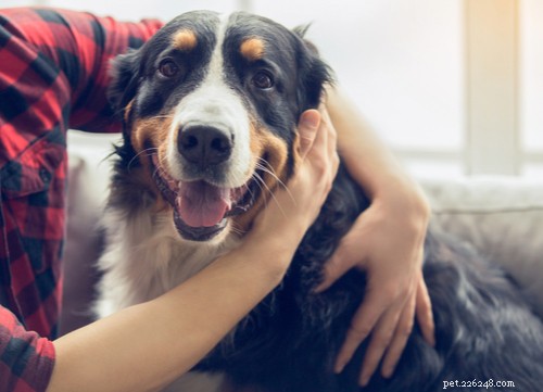 Natural Antibiotics: A Safer Alternative for Your Dog’s Infections