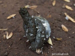 Dog Poop Color Chart: Decoding Your Dog’s Health