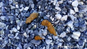 Dog Poop Color Chart: Decoding Your Dog’s Health