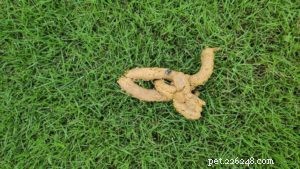 Dog Poop Color Chart: Decoding Your Dog’s Health